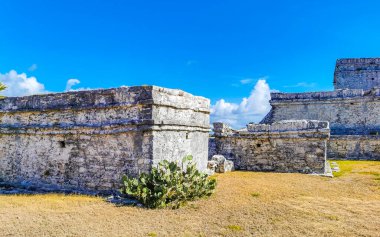 Antik Tulum, Tulum Quintana Roo Meksika 'da tropikal doğal orman palmiye ağaçları, deniz manzarası ve yürüyüş patikalarının kalıntıları ile Maya bölgesini harap eder..