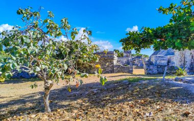 Antik Tulum, Tulum Quintana Roo Meksika 'da tropikal doğal orman palmiye ağaçları, deniz manzarası ve yürüyüş patikalarının kalıntıları ile Maya bölgesini harap eder..