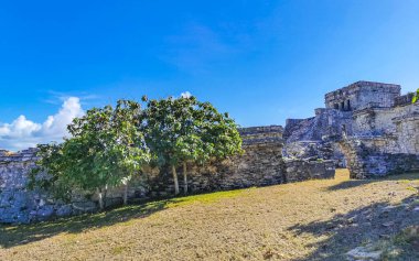 Antik Tulum, Tulum Quintana Roo Meksika 'da tropikal doğal orman palmiye ağaçları, deniz manzarası ve yürüyüş patikalarının kalıntıları ile Maya bölgesini harap eder..