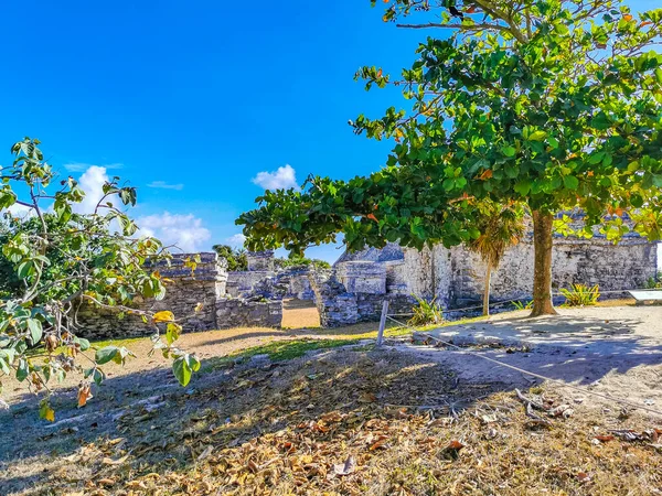 Antik Tulum, Tulum Quintana Roo Meksika 'da tropikal doğal orman palmiye ağaçları, deniz manzarası ve yürüyüş patikalarının kalıntıları ile Maya bölgesini harap eder..