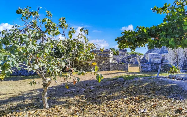 Antik Tulum, Tulum Quintana Roo Meksika 'da tropikal doğal orman palmiye ağaçları, deniz manzarası ve yürüyüş patikalarının kalıntıları ile Maya bölgesini harap eder..