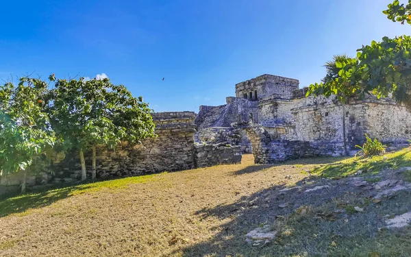 Antik Tulum, Tulum Quintana Roo Meksika 'da tropikal doğal orman palmiye ağaçları, deniz manzarası ve yürüyüş patikalarının kalıntıları ile Maya bölgesini harap eder..