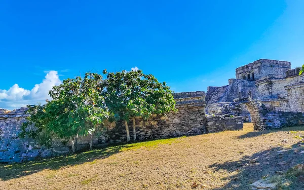 Antik Tulum, Tulum Quintana Roo Meksika 'da tropikal doğal orman palmiye ağaçları, deniz manzarası ve yürüyüş patikalarının kalıntıları ile Maya bölgesini harap eder..