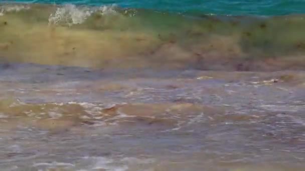 Amazing Beautiful Caribbean Coast Beach Turquoise Water Sargassum Tulum Quintana — Stock Video