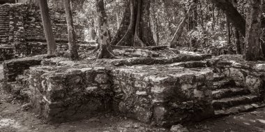 Eski Maya bölgesinin eski siyah beyaz resmi. Tapınak kalıntıları, tropik doğal orman palmiyeleri ve yürüme yolları olan Muyil Chunyaxche Quintana Roo Mexico 'daki kalıntılar..