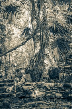 Muyil Meksika 'daki tropikal doğal orman palmiyelerinde tapınak kalıntıları ve sanat eserleri olan antik Maya bölgesinde ağaç kökleri ile ilgili eski siyah ve beyaz resim taşların arasından yetişir..