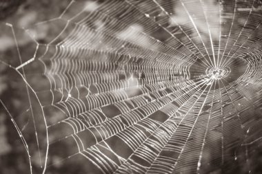 Old black and white picture of a beautiful spider web between rocks stones boulders and tropical plants at walking trails at the ancient Mayan site with temple ruins pyramids in Muyil Mexico.