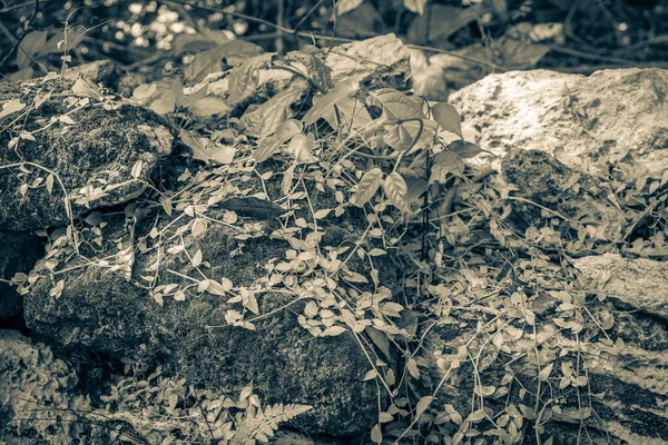 Old Black White Picture Tropical Natural Jungle Forest Plants Palm — Foto de Stock