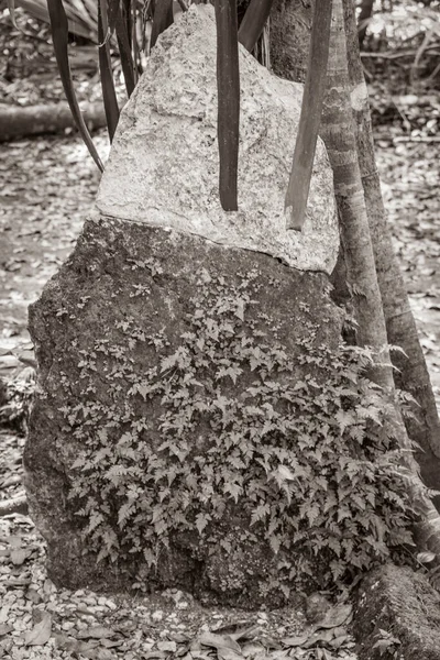 Old Black White Picture Tropical Natural Jungle Forest Plants Palm — Stockfoto