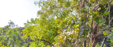 Tropik Meksika plaj bitkileri palmiye ağaçları ve doğal orman manzarası Tulum Quintana Roo Mexico 'da mavi gökyüzü ile.