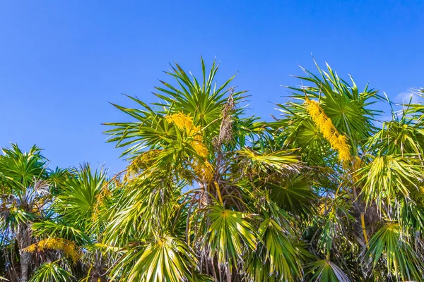 Tropical Mexican Beach Plants Palm Trees Natural Forest Jungle Panorama — Stockfoto