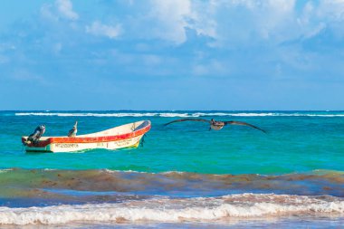 Tulum Meksika 02. Şubat 2022 Pelikan kuşları Quintana Roo Mexico 'da turkuaz su dalgaları ve Tulum tekneleri ile Karayip sahillerinde ve sahil manzarasında.
