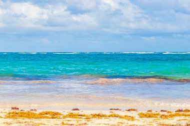 Quintana Roo Meksika 'da turkuaz su ve yosun ile şaşırtıcı ve güzel Karayip kıyıları ve plajı.