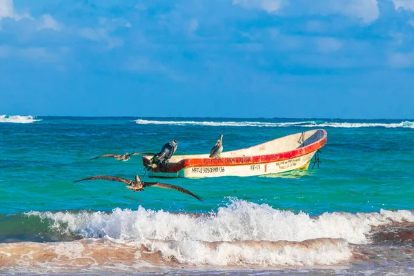 Tulum Meksika 02. Şubat 2022 Pelikan kuşları Quintana Roo Mexico 'da turkuaz su dalgaları ve Tulum tekneleri ile Karayip sahillerinde ve sahil manzarasında.