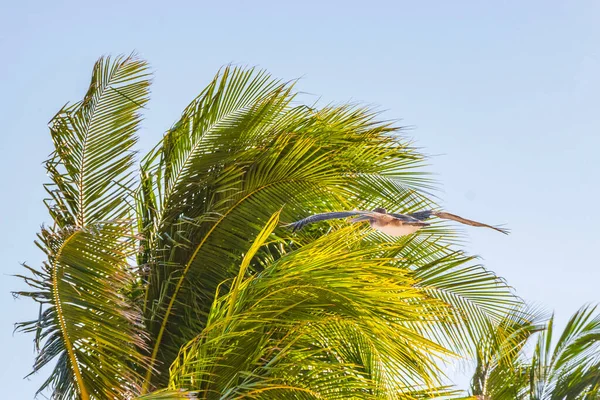 Летящая Пеликана Фоне Облачного Голубого Неба Прекрасном Пляже Острова Холбокс — стоковое фото