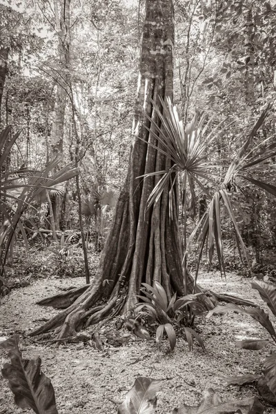 Velha Imagem Preto Branco Plantas Tropicais Floresta Natural Selva Palmeiras — Fotografia de Stock