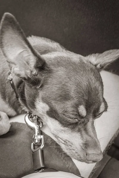 Old black and white picture of a mexican russian toy terrier dog while he is tired and sleeps in the car in Akumal Quintana Roo Mexico.