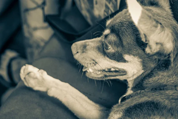 Tulum Quintana Roo Mexico 'da arabada kucağında çok mutlu ve neşeli bir Meksikalı Rus teriyer köpeğinin eski siyah beyaz resmi..