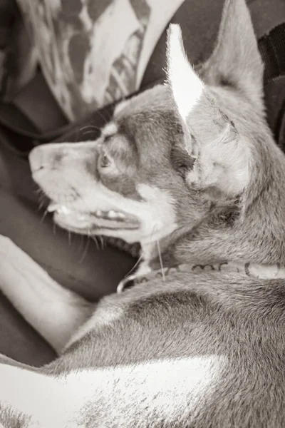 图卢姆金塔纳罗奥墨西哥 一只快乐快乐的墨西哥玩具狗躺在车腿上的旧黑白照片 — 图库照片