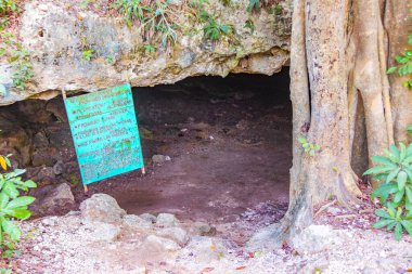 Chemuyil Quintana Roo Mexico 'daki muhteşem mavi turkuaz suya ve kireçtaşı mağara çukuruna giriş ve yürüyüş yolu.