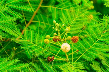 Çiçekler ve gelenekler Surat Thani Tayland 'daki doğal tropik Koh Samui adasında.