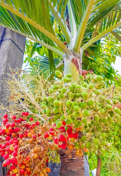 Palmera Betel Con Frutos Rojos Isla Tropical Natural Koh Samui — Foto de Stock