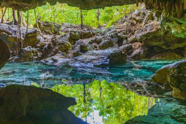 Amazing blue turquoise water and limestone cave sinkhole cenote in Chemuyil Quintana Roo Mexico.