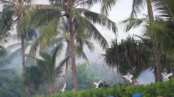 Trópusi Természetes Pálmafák Felhős Ködös Füstös Háttér Koh Samui Thaiföldön — Stock videók