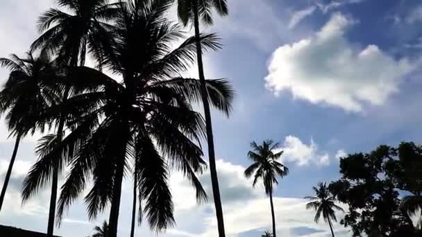 Palmeras Naturales Tropicales Con Fondo Cielo Azul Sol Naciente Koh — Vídeos de Stock