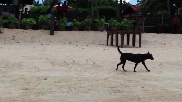 Surat Thani Thailand Mai 2018タイのサムイ島のビーチで悲しい空腹の野良犬 — ストック動画