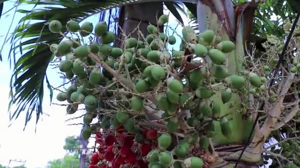 泰国素拉拉巴尼Koh Samui自然热带岛屿上的红果槟榔树 — 图库视频影像