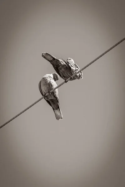 Old Black White Picture Pigeons Dove Birds Sit Power Line — стоковое фото