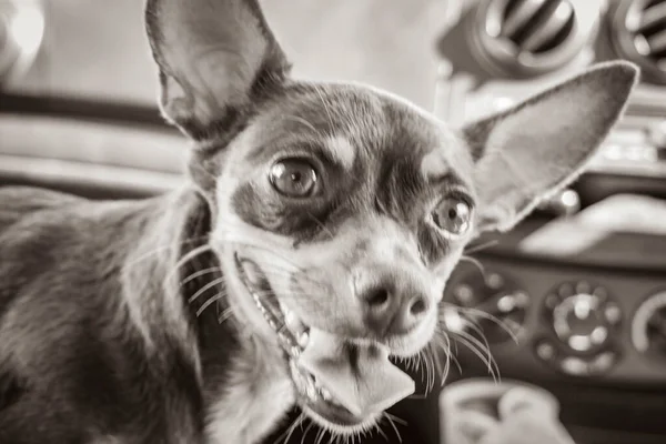 Old black and white picture of a very happy and cheerful mexican brown russian toy terrier dog on the lap in the car in Tulum Quintana Roo Mexico.