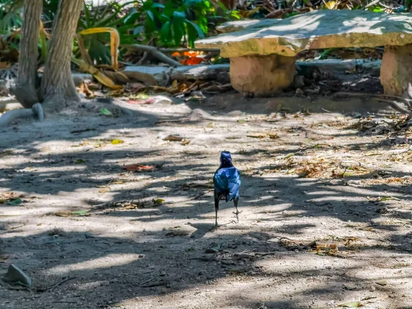 Большой Хвост Grackle Quiscalus Mexicanus Самец Птицы Ходит Естественной Земле — стоковое фото