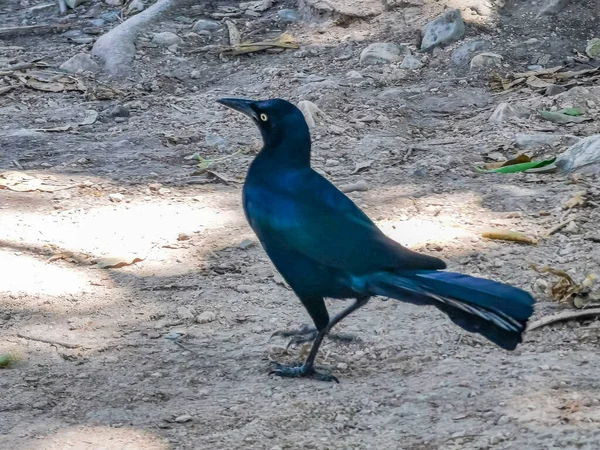 Great Tailed Grackle Quiscalus Mexicanus Male Bird Walking Natural Ground — Photo