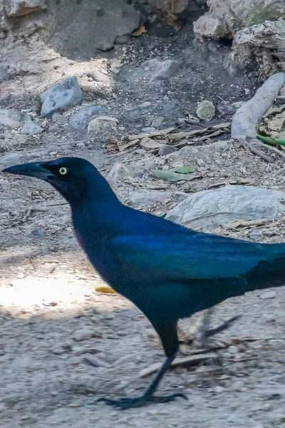 Grackle Queue Blanche Quiscalus Mexicanus Mâle Marche Sur Sol Naturel — Photo