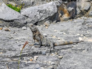 Antik Tulum 'daki kayalıklardaki dev Iguana kertenkele hayvanı, Tulum Mexico' daki tropik doğal orman palmiyesi ve deniz manzarasında tapınak kalıntıları ve eserlerle Maya bölgesini harabeye çeviriyor..