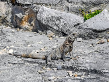 Antik Tulum 'daki kayalıklardaki dev Iguana kertenkele hayvanı, Tulum Mexico' daki tropik doğal orman palmiyesi ve deniz manzarasında tapınak kalıntıları ve eserlerle Maya bölgesini harabeye çeviriyor..