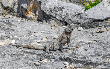 Antik Tulum 'daki kayalıklardaki dev Iguana kertenkele hayvanı, Tulum Mexico' daki tropik doğal orman palmiyesi ve deniz manzarasında tapınak kalıntıları ve eserlerle Maya bölgesini harabeye çeviriyor..