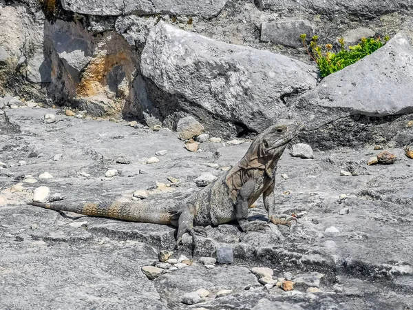 Huge Iguana Gecko Animal Rocks Ancient Tulum Ruins Mayan Site — Fotografia de Stock