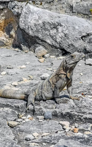 Antik Tulum 'daki kayalıklardaki dev Iguana kertenkele hayvanı, Tulum Mexico' daki tropik doğal orman palmiyesi ve deniz manzarasında tapınak kalıntıları ve eserlerle Maya bölgesini harabeye çeviriyor..