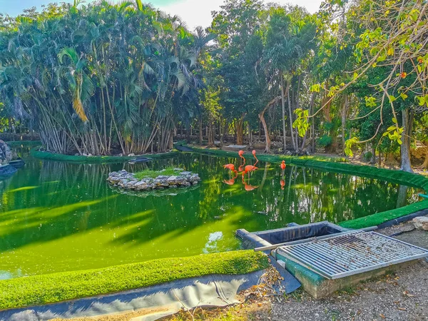 Rosafarbene Flamingos Teich See Luxus Resort Quintana Roo Mexiko — Stockfoto