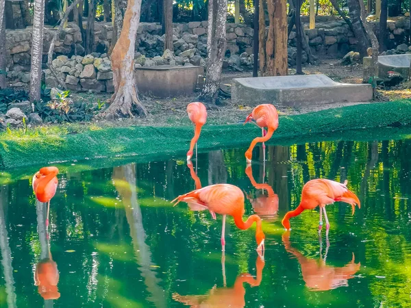 Pink Flamingos Pond Lake Luxury Resort Quintana Roo Mexico — Stock Photo, Image