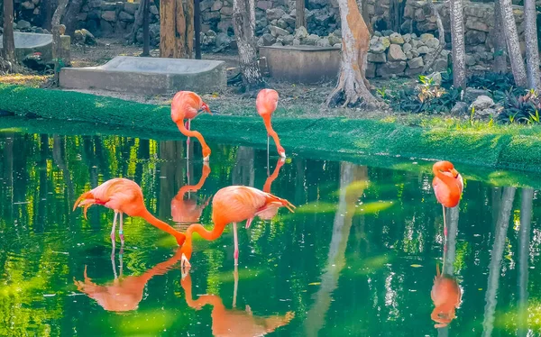 Pink Flamingos Pond Lake Luxury Resort Quintana Roo Mexico — Stock Photo, Image