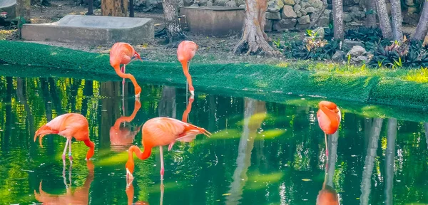 Roze Flamingo Vijver Meer Luxe Resort Quintana Roo Mexico — Stockfoto