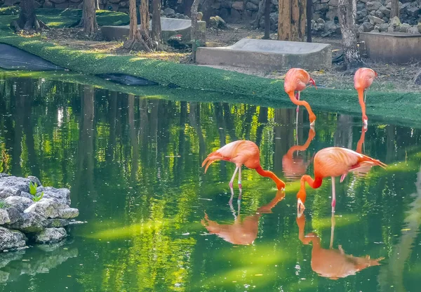 Rosa Flamingos Dammen Sjö Lyx Resort Quintana Roo Mexiko — Stockfoto