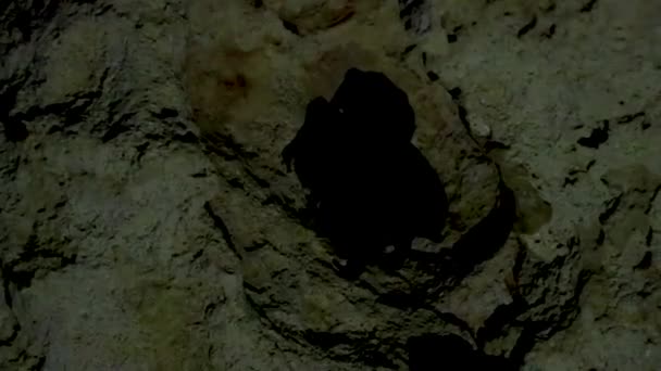Amazing Blue Turquoise Water Limestone Cave Sinkhole Cenote Chemuyil Quintana — Stock videók