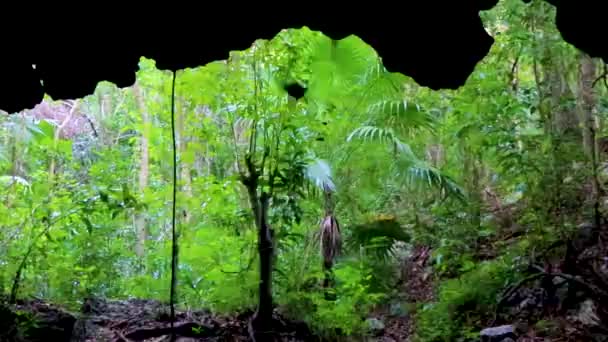 Fantastiska Blå Turkos Vatten Och Kalksten Grotta Sjunkhål Cenote Chemuyil — Stockvideo