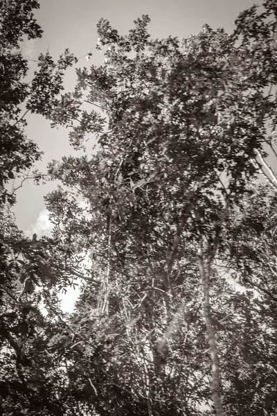 Παλιά Ασπρόμαυρη Εικόνα Τροπικά Φυτά Ζούγκλα Του Μεξικού Δέντρα Και — Φωτογραφία Αρχείου
