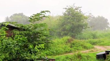 Yeşil tropikal doğada aşırı muson yağmurları ve Tayland 'da Koh Samui adasında yağmur ormanları..